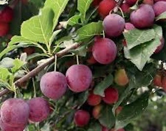 3 LIVE American  plum trees 2ft tall now ready to plant  self pollinating sweet fruit FREE shipping