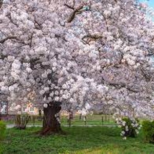 石木文 さくら 桜 オーバル プレート