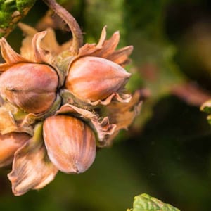 1 live Hazelnut tree filberts small tree edible nuts in 2-3 years FREE shipping