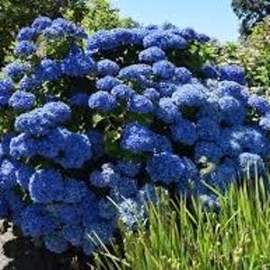 Puede incluir: Un arbusto denso cubierto de vibrantes flores de hortensia azul. Las flores son racimos esféricos de un rico tono azul, sobre hojas verdes y un fondo de jardín. La imagen captura la abundancia y el color de la planta.