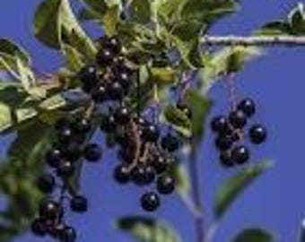 3 live Chokecherry trees American variety beautiful edible  purple berries free shipping