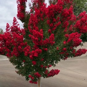 May include: A vibrant tree with abundant clusters of bright red flowers. The tree has green foliage and a light brown trunk. The image is taken outdoors, with a gray background.