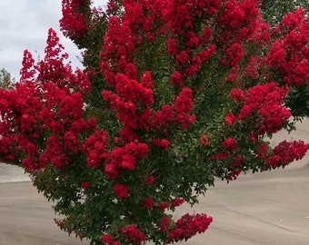 2 live RED  crape myrtle trees /shrubs beautiful bright red blooms free shipping