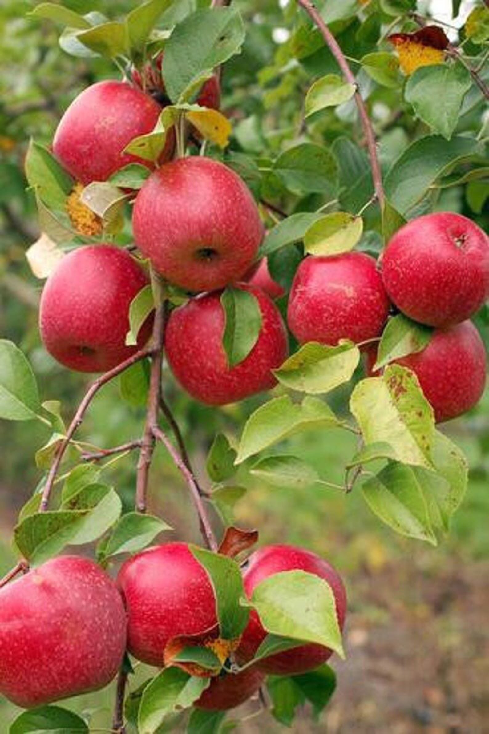 HONEYCRISP Semi Dwarf Apple Tree 23 Ft Tall Now Plant Now Etsy