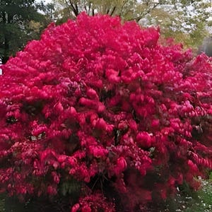 May include: A vibrant, full bush with dense, bright red foliage. The leaves are a deep crimson, creating a lush, textured appearance. The plant is in an outdoor setting, with hints of green trees in the background.