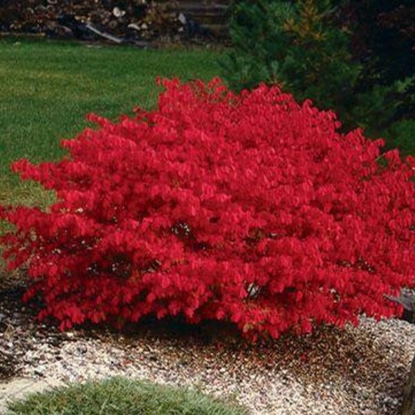 4 Burning Bush Vibrant deep crimson RED shrub small tree FREE shipping beautiful !