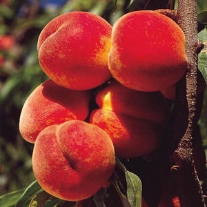 May include: Close-up of five ripe peaches with red skin and a fuzzy texture. The peaches are clustered together on a branch with green leaves.