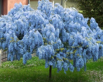 2 Live blue moon WISTERIA tree 1 to 2 ft tall beautiful blue flowering tree beautiful vining flower clusters free shipping !