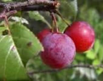 2 LIVE  CHICKASAW plum trees 2ft tall now ready to plant self pollinating sweet fruit FREE shipping