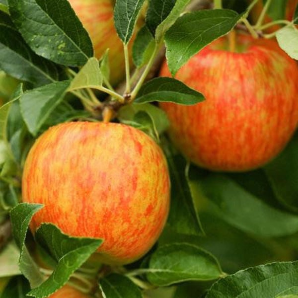 2 HONEYCRISP semi dwarf apple trees 2-3 ft tall now plant now ! easy to grow variety produces quickly FREE shipping