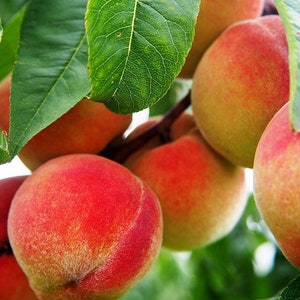 May include: Close-up of ripe peaches hanging on a tree branch. The peaches are a mix of red, yellow, and green, and they are surrounded by green leaves.