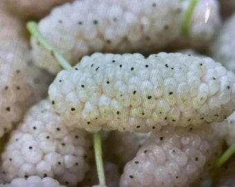 4 live White mulberry trees fast growing 2 ft  tall now delicious fruit attract abundant wildlife FREE shipping