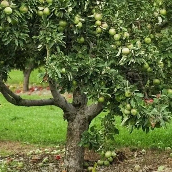 two LIVE granny smith semi dwarf apple trees 2-3 ft tall now bright green apple variety  ! FREE SHIPPING