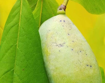 2 live tiny PAW PAW fruit tree sapilngs native tropical tasting fruit plant now creamy banana flavor fruit FREE shipping