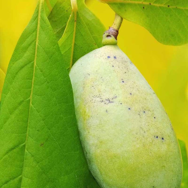 2 live tiny PAW PAW fruit tree sapilngs native tropical tasting fruit plant now creamy banana flavor fruit FREE shipping