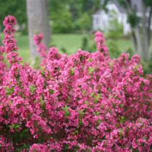May include: A vibrant pink flowering bush with multiple stems and dense foliage. The bush is in full bloom with clusters of small, pink flowers.