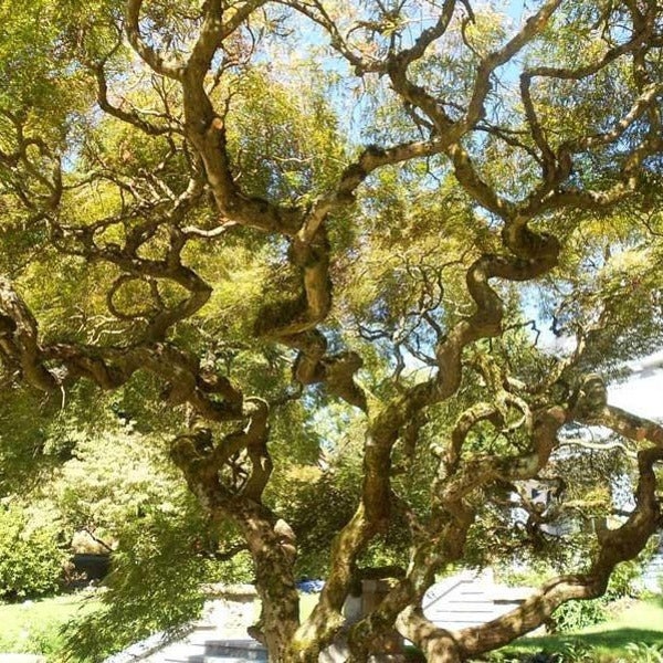 2 live CURLY willow trees 3-5 ft tall now beautiful twisting corkscrew branches FREE shipping