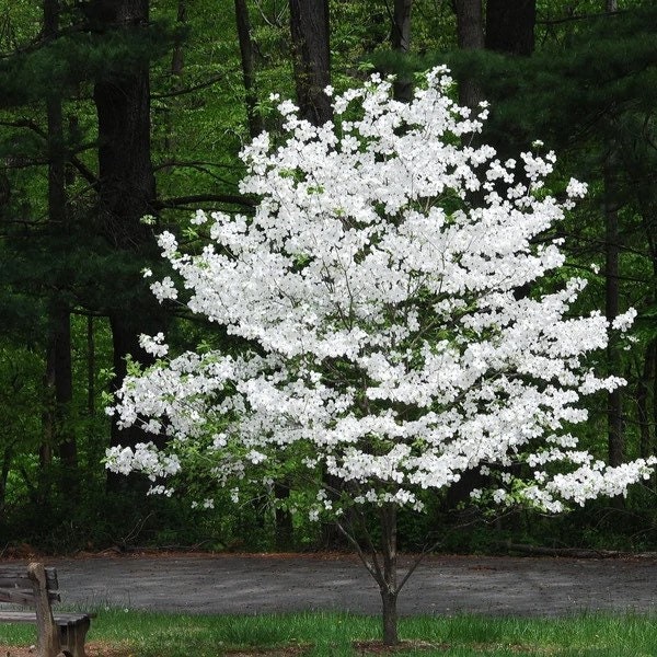 2 White dogwood trees 2ft tall now Beautiful WHITE blooms flowers in spring FREE shipping