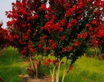 two RED rocket crape myrtle trees /shrubs beautiful bright red blooms free shipping