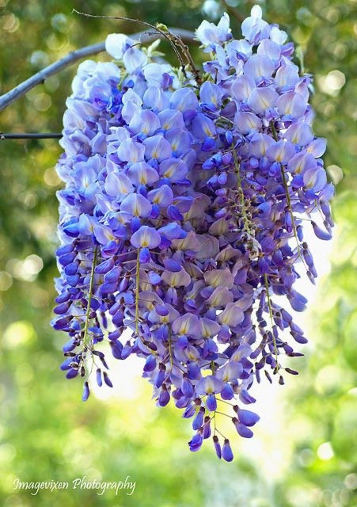TWO Live Blue Moon Wisteria Tree Weeping Blue BLOOMS Cascading Etsy