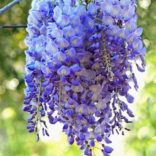 TWO Live Blue Moon Wisteria Tree Weeping Blue BLOOMS Cascading Etsy