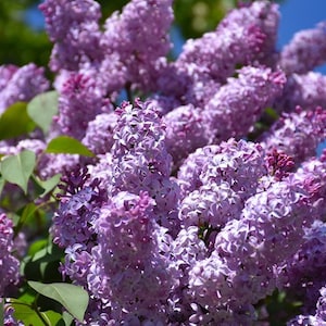 2 live old fashioned purple LILAC bushes the scent of SPRING beautiful blooms can live to 100 years old free shipping