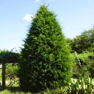 May include: A tall, vibrant green evergreen tree with a conical shape, set against a bright blue sky. The tree's dense foliage is a rich, deep green. Other greenery and a wooden structure are visible in the background.