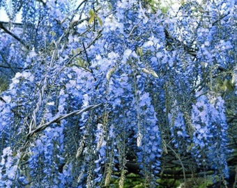 two LIVE chinese BLUE moon wisteria trees saplings 2ft tall cascading blooms stunning display