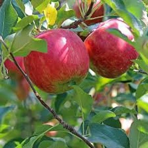 one live FUJI apple tree semi dwarf variety 2-3 ft tall now top quality sweet fruit FREE shipping