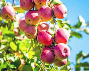 2 live PINK LADY apple trees semi dwarf variety 2-3 ft tall now top quality sweet fruit FREE shipping