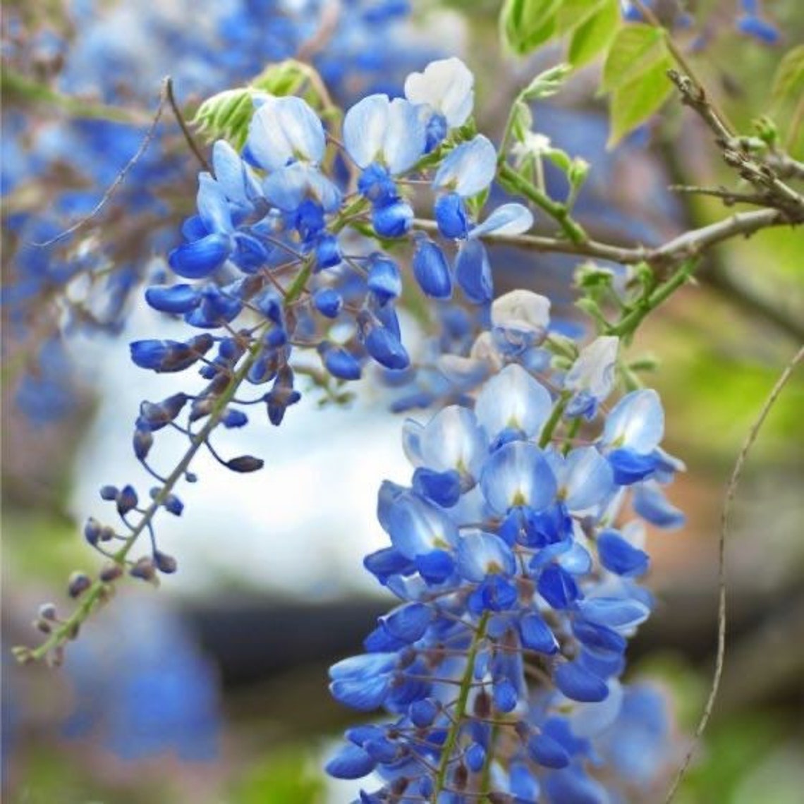 TWO Live Blue Moon Wisteria Tree Weeping Blue BLOOMS Cascading Etsy