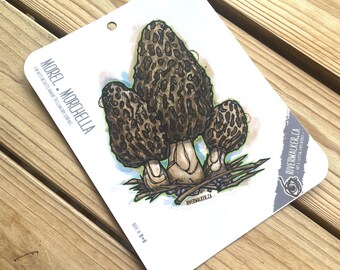 Morel Mushroom Decal - Morchella - Foraging - Fungi Art - Hand Illustrated Sticker