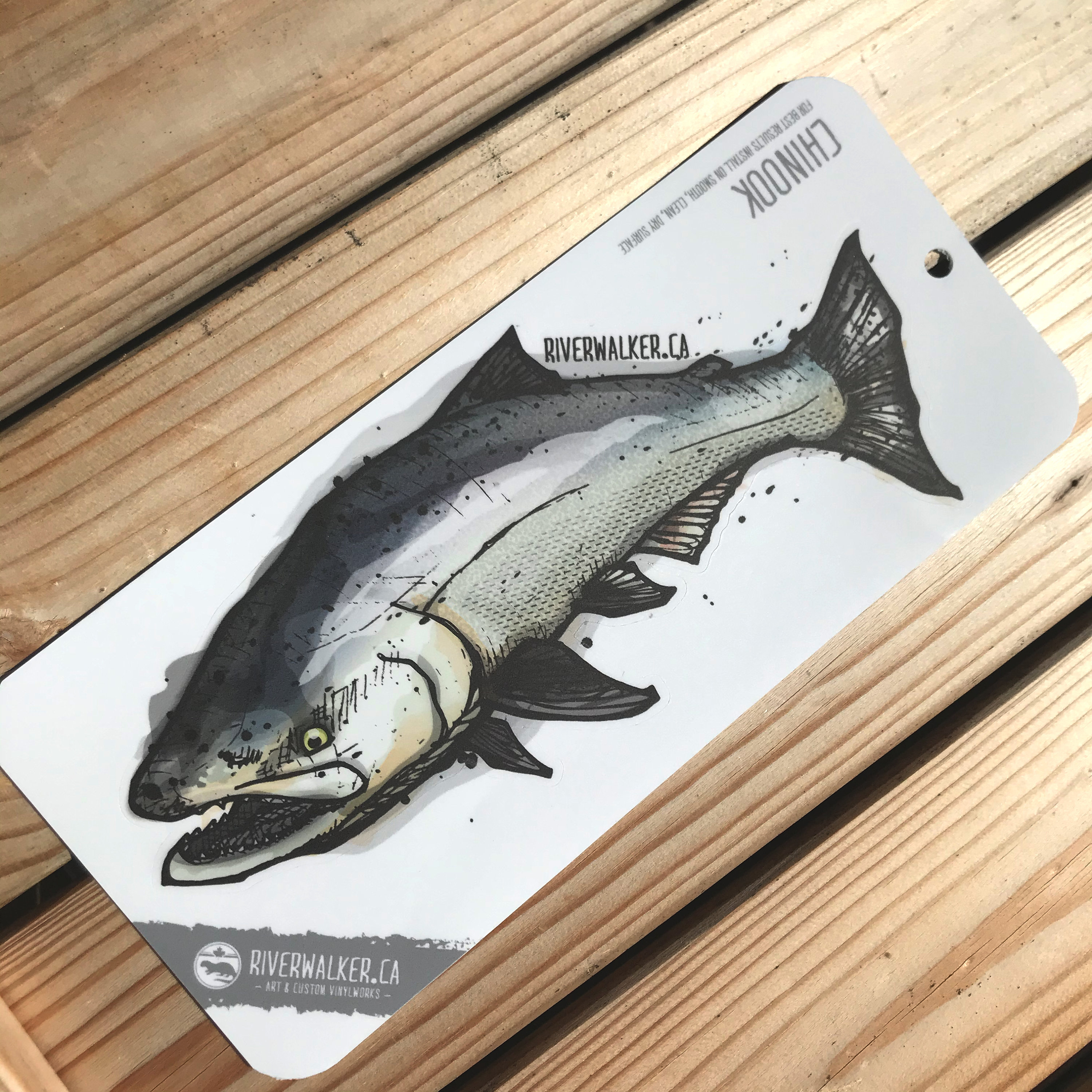 Chinook - Lachssicker - Angeln Aufkleber - Fliegenfischen - Fisch Art