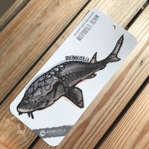 White Sturgeon - Fish Sicker - Fishing Decal - River Fishing - Fish Art