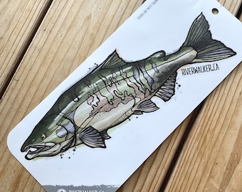 Chum Salmon  - Fishing Decal - Fly Fishing - Fish Art