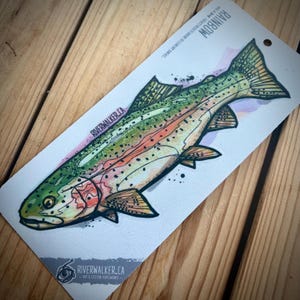 Trota iridea - Trout Sicker - Adesivo da pesca - Pesca a mosca - Arte ittica