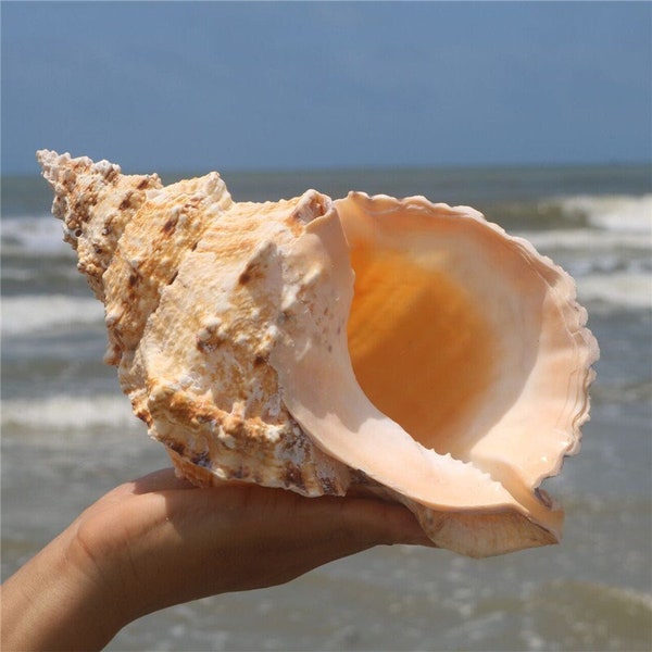Conch Shell Art - Etsy