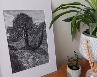 Sycamore Gap, signed, limited edition print of an original drawing