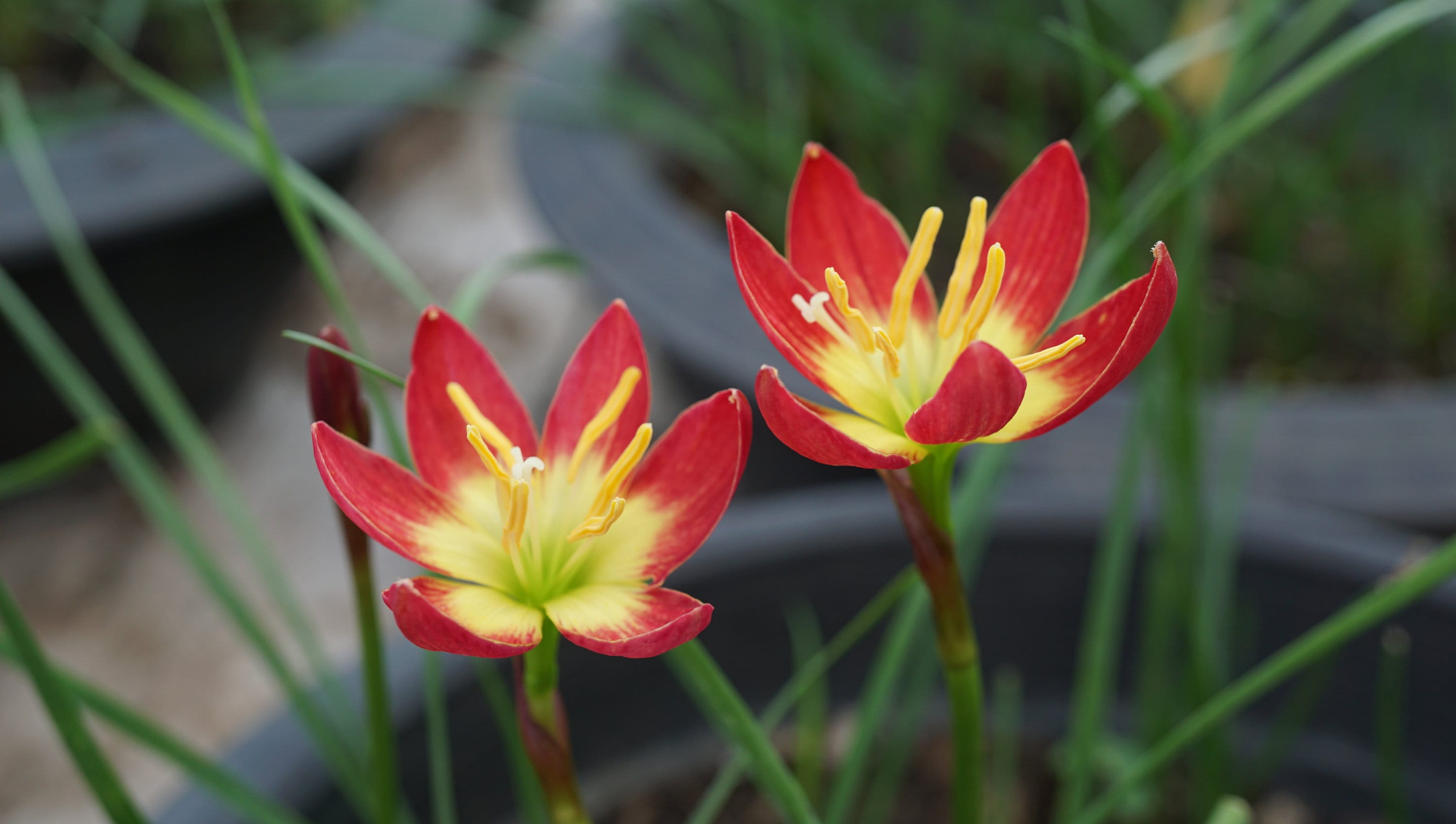 Z. Diana Rain lily Bulb Zephyranthes 2 bulbs / pack Etsy