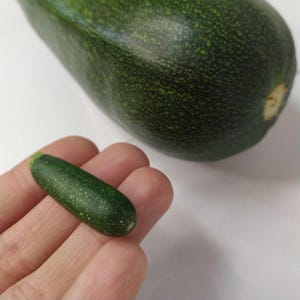 Miniature vegetable for a dollhouse, 1:6 scale food, miniature food, 1/6  vegetable, dollhouse miniatures, miniature zucchini for doll