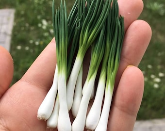 1:6 scale vegetable, miniature green onion, miniature food, dollhouse miniature vegetable, dollhouse miniatures, vegetables for diorama