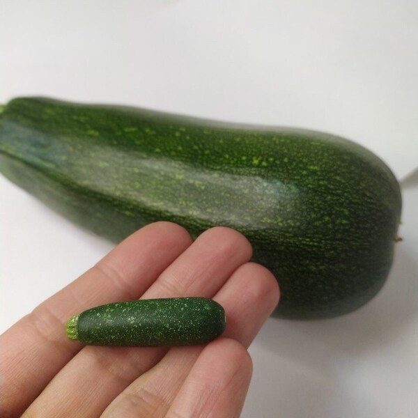 1 6 Scale Food - Etsy