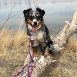 Tri Color Leash