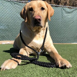 Single Color Leash