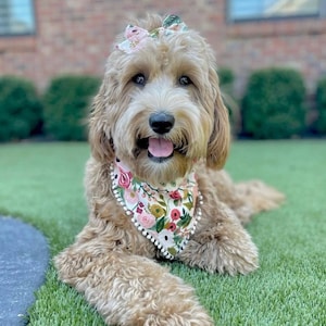 Floral Dog Bandana: Reversible Cotton Pet Bandana with mini Pom Trim