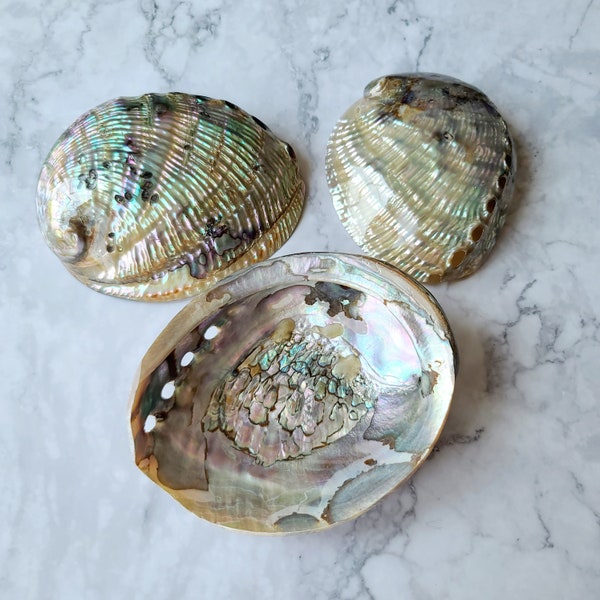 Abalone shell jewelry dish, Turquoise, iridescent bowl