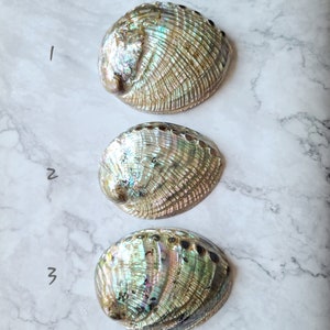 Puede incluir: Tres conchas de abul&oacute;n iridiscentes de diferentes tama&ntilde;os, dispuestas en fila de la m&aacute;s grande a la m&aacute;s peque&ntilde;a, sobre una superficie de m&aacute;rmol blanco.