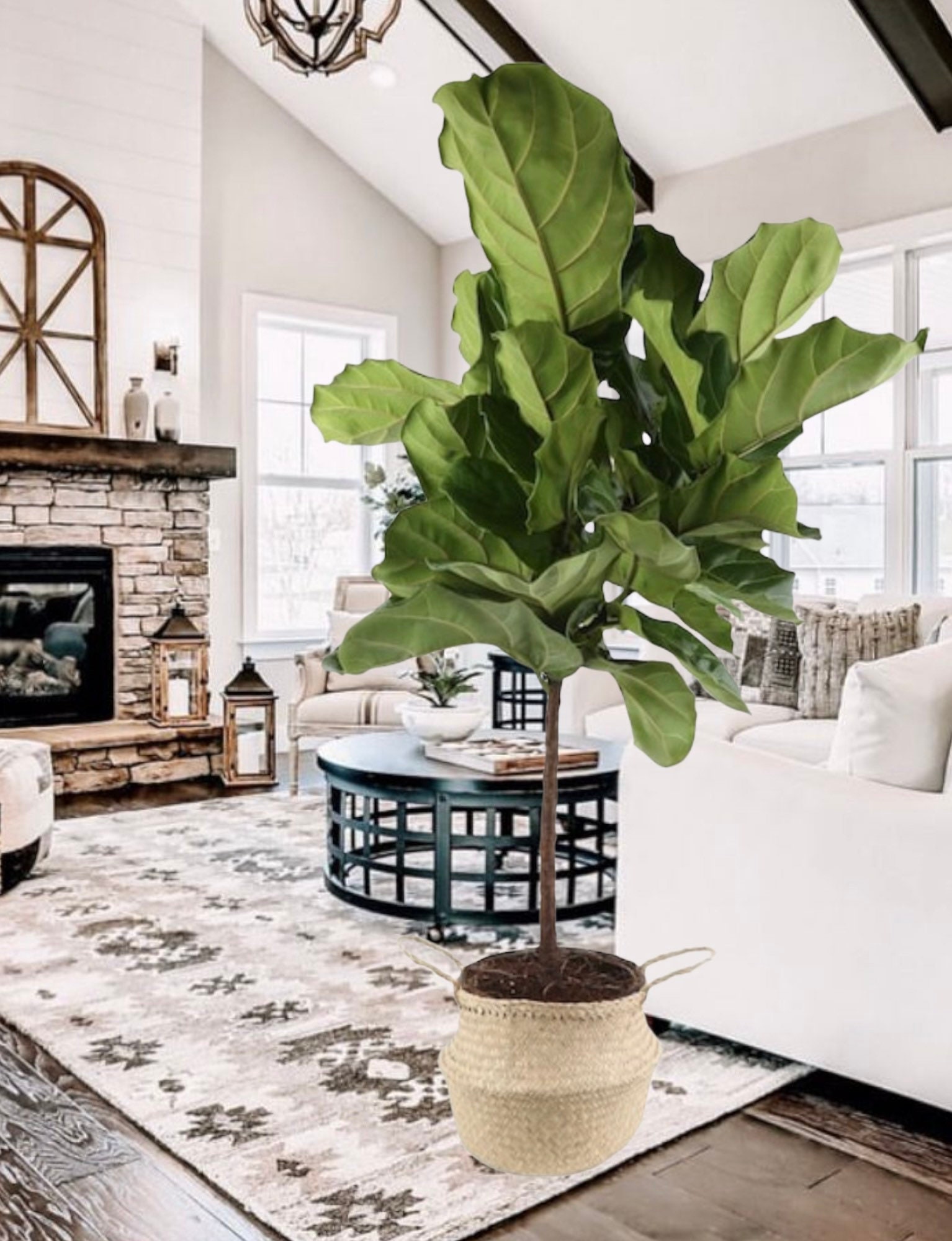 LIVE Ficus Lyrata Fiddleleaf Fig Standard Tree Floor Plant in Etsy