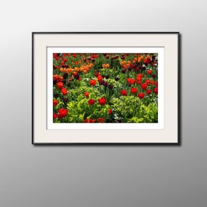 Tulip art print