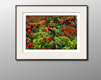Impresión de arte tulipán